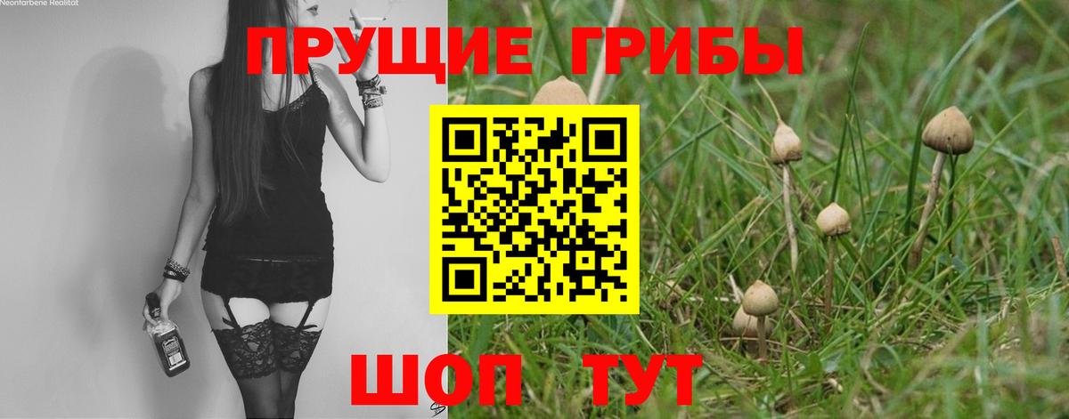 Галлюциногенные грибы Psilocybine cubensis Можга